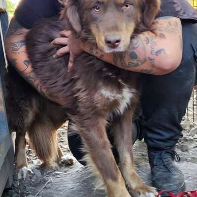 Tierschutzhunde suchen ein Zuhause-Beitrag-Bild