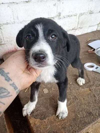 Tierschutzhunde suchen ein Zuhause-Beitrag-Bild