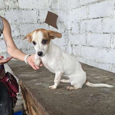 Tierschutzhunde suchen ein Zuhause-Beitrag-Bild