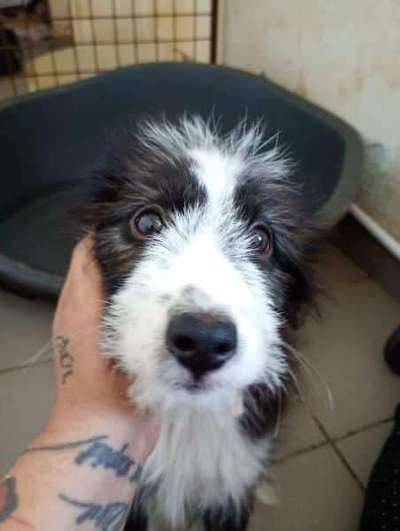 Tierschutzhunde suchen ein Zuhause-Beitrag-Bild