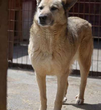 Tierschutzhunde suchen ein Zuhause-Beitrag-Bild