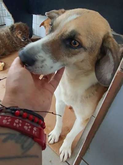 Tierschutzhunde suchen ein Zuhause-Beitrag-Bild