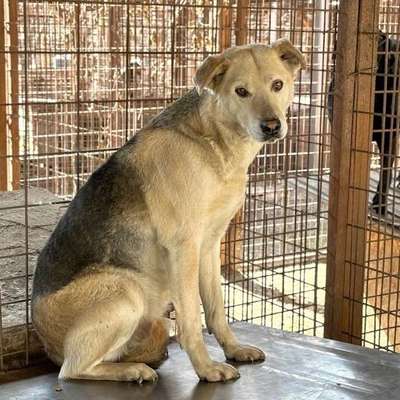 Tierschutzhunde suchen ein Zuhause-Beitrag-Bild