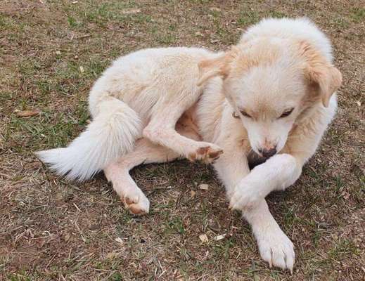 Tierschutzhunde suchen ein Zuhause-Beitrag-Bild