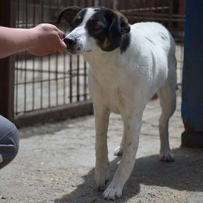 Tierschutzhunde suchen ein Zuhause-Beitrag-Bild