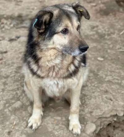 Tierschutzhunde suchen ein Zuhause-Beitrag-Bild