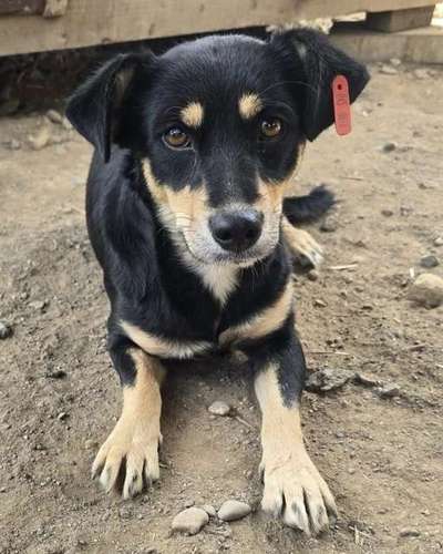 Tierschutzhunde suchen ein Zuhause-Beitrag-Bild