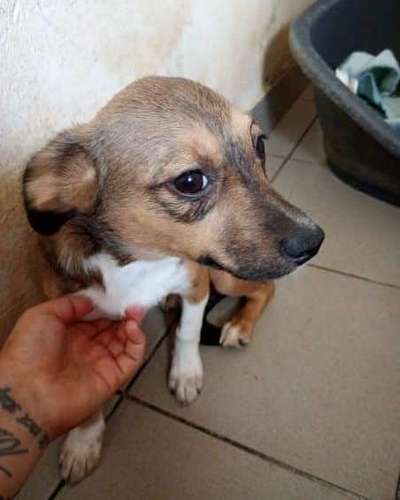 Tierschutzhunde suchen ein Zuhause-Beitrag-Bild