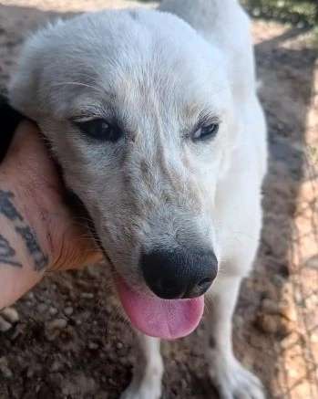 Tierschutzhunde suchen ein Zuhause-Beitrag-Bild