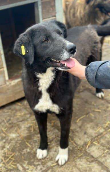 Tierschutzhunde suchen ein Zuhause-Beitrag-Bild