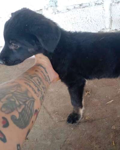 Tierschutzhunde suchen ein Zuhause-Beitrag-Bild