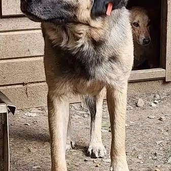 Tierschutzhunde suchen ein Zuhause-Beitrag-Bild