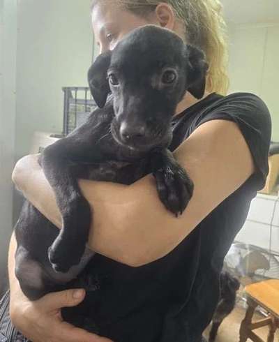 Tierschutzhunde suchen ein Zuhause-Beitrag-Bild