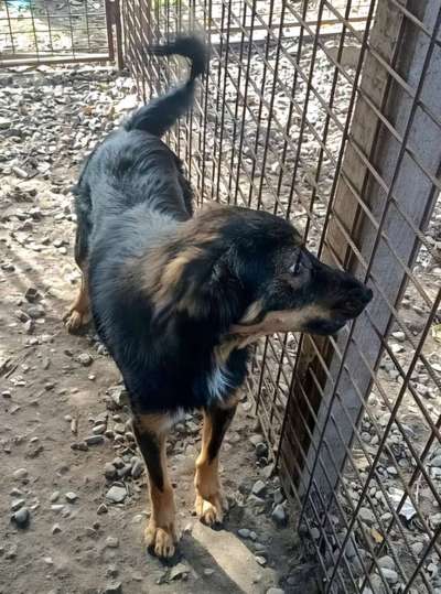 Tierschutzhunde suchen ein Zuhause-Beitrag-Bild