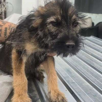 Tierschutzhunde suchen ein Zuhause-Beitrag-Bild