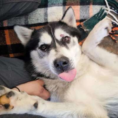 Tierschutzhunde suchen ein Zuhause-Beitrag-Bild