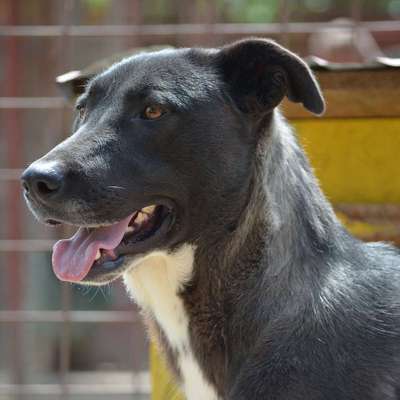 Tierschutzhunde suchen ein Zuhause-Beitrag-Bild