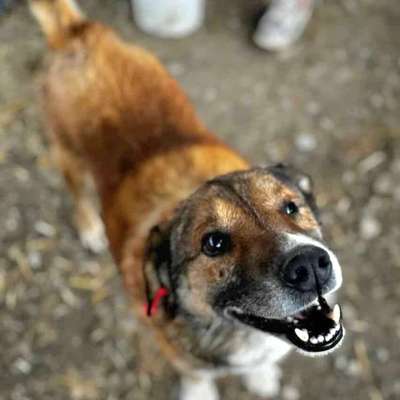 Tierschutzhunde suchen ein Zuhause-Beitrag-Bild