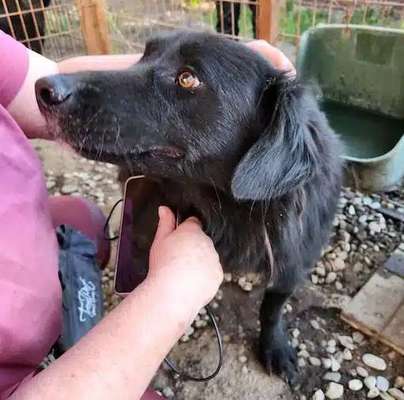 Tierschutzhunde suchen ein Zuhause-Beitrag-Bild