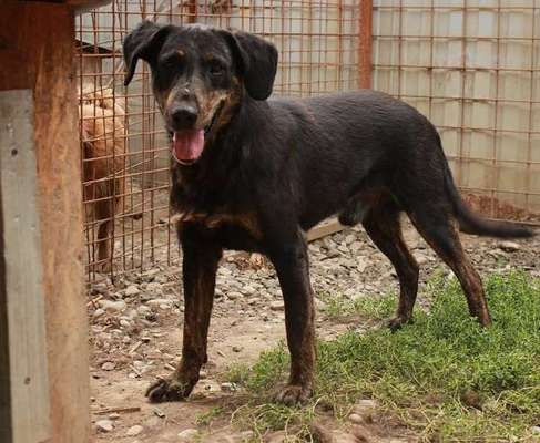 Tierschutzhunde suchen ein Zuhause-Beitrag-Bild