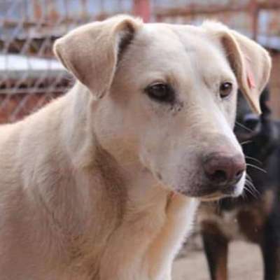 Tierschutzhunde suchen ein Zuhause-Beitrag-Bild