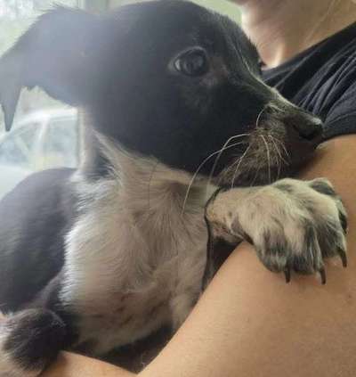 Tierschutzhunde suchen ein Zuhause-Beitrag-Bild