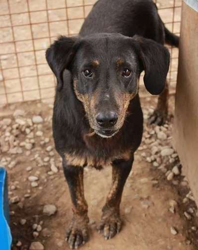Tierschutzhunde suchen ein Zuhause-Beitrag-Bild
