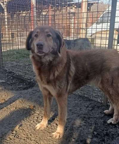 Tierschutzhunde suchen ein Zuhause-Beitrag-Bild