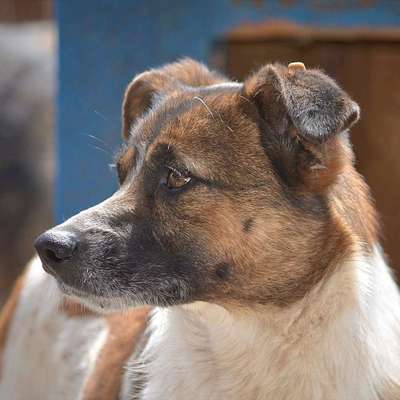 Tierschutzhunde suchen ein Zuhause-Beitrag-Bild