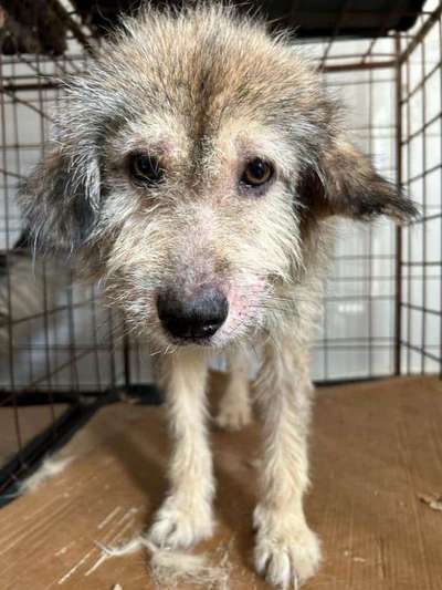 Tierschutzhunde suchen ein Zuhause-Beitrag-Bild