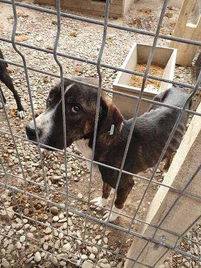 Tierschutzhunde suchen ein Zuhause-Beitrag-Bild