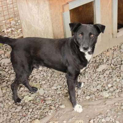 Tierschutzhunde suchen ein Zuhause-Beitrag-Bild