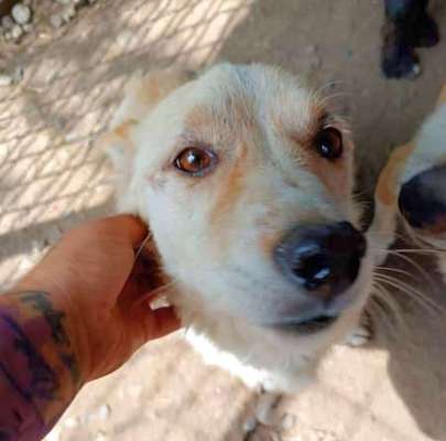 Tierschutzhunde suchen ein Zuhause-Beitrag-Bild