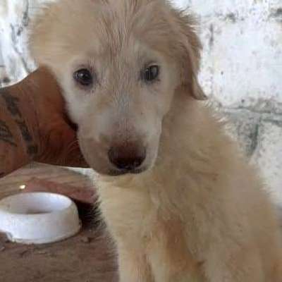 Tierschutzhunde suchen ein Zuhause-Beitrag-Bild