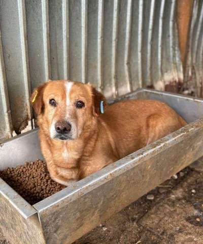 Tierschutzhunde suchen ein Zuhause-Beitrag-Bild