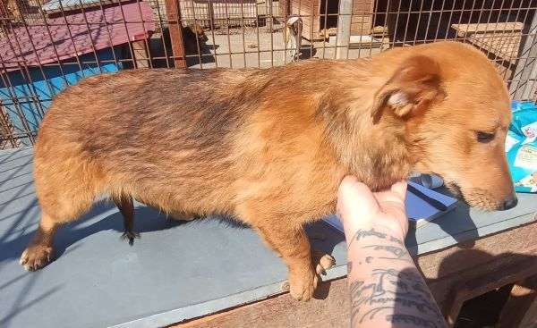 Tierschutzhunde suchen ein Zuhause-Beitrag-Bild