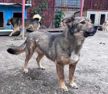 Tierschutzhunde suchen ein Zuhause-Beitrag-Bild