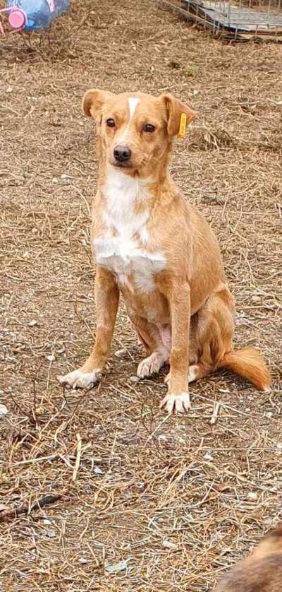 Tierschutzhunde suchen ein Zuhause-Beitrag-Bild