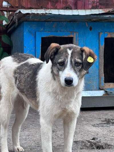 Tierschutzhunde suchen ein Zuhause-Beitrag-Bild
