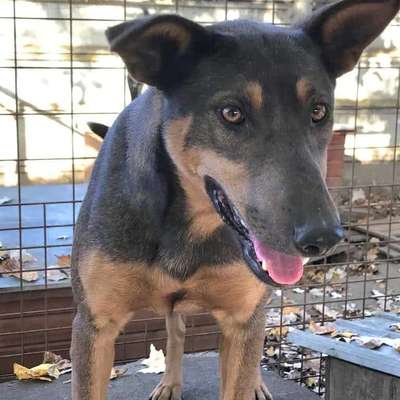 Tierschutzhunde suchen ein Zuhause-Beitrag-Bild