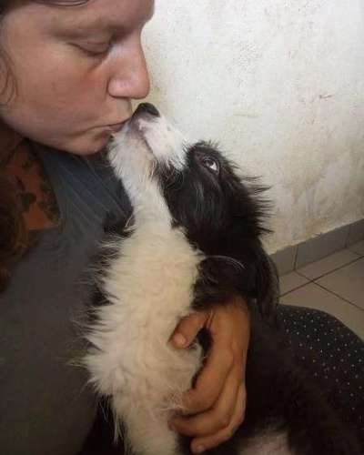 Tierschutzhunde suchen ein Zuhause-Beitrag-Bild