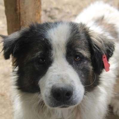 Tierschutzhunde suchen ein Zuhause-Beitrag-Bild