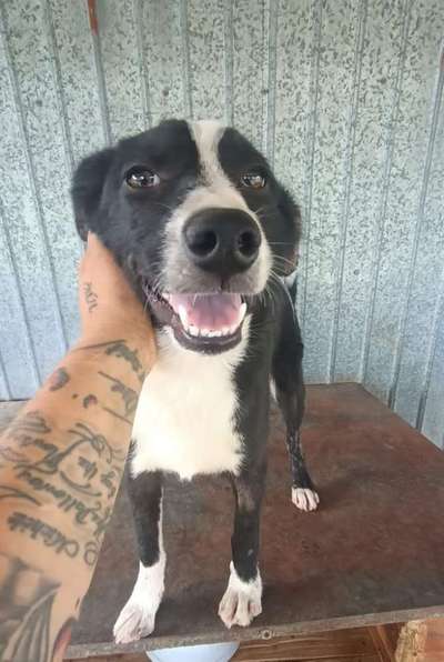 Tierschutzhunde suchen ein Zuhause-Beitrag-Bild