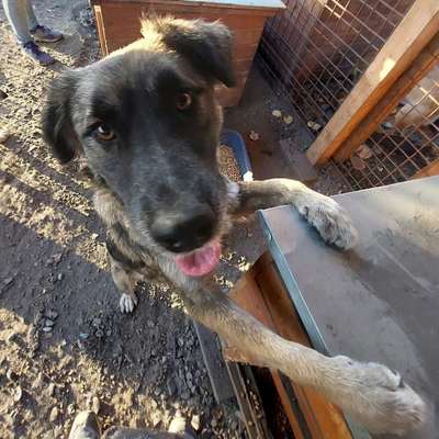 Tierschutzhunde suchen ein Zuhause-Beitrag-Bild