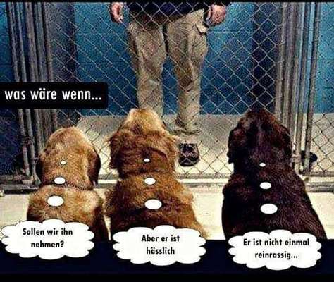 Hunde Memes-Beitrag-Bild