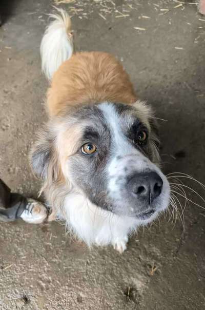 Tierschutzhunde suchen ein Zuhause-Beitrag-Bild
