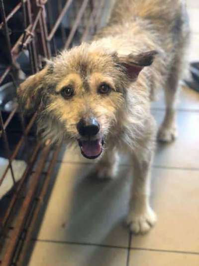 Tierschutzhunde suchen ein Zuhause-Beitrag-Bild