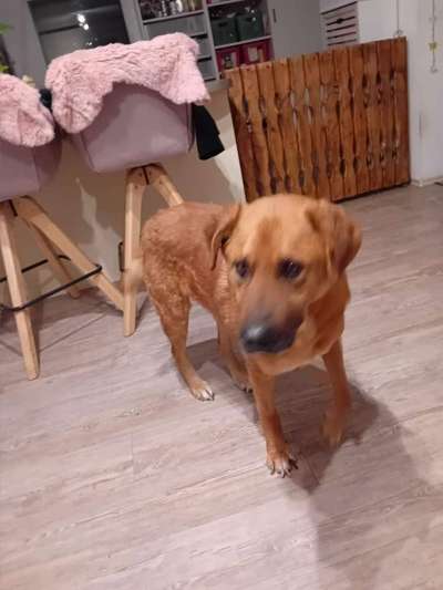 Tierschutzhunde suchen ein Zuhause-Beitrag-Bild