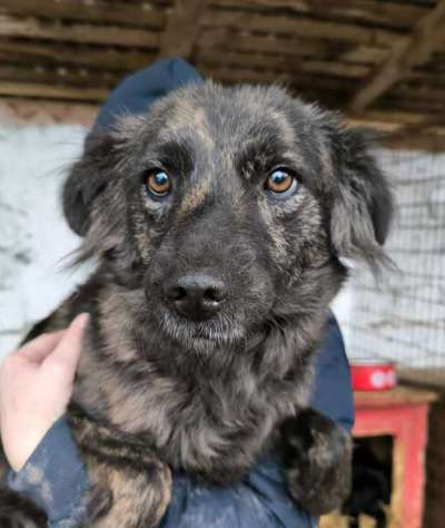 Tierschutzhunde suchen ein Zuhause-Beitrag-Bild