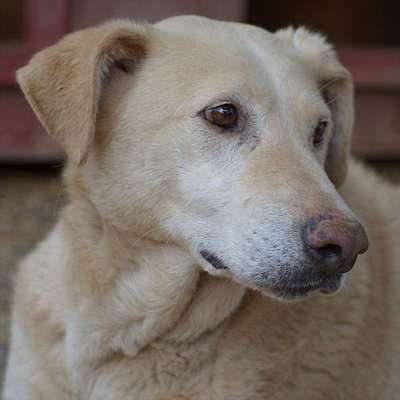 Tierschutzhunde suchen ein Zuhause-Beitrag-Bild